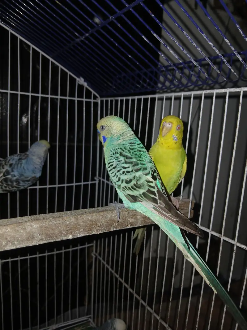 king size Breeder Pairs Budgies Exchange option available — photo 2