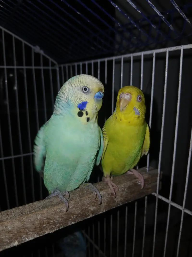 king size Breeder Pairs Budgies Exchange option available — photo 3