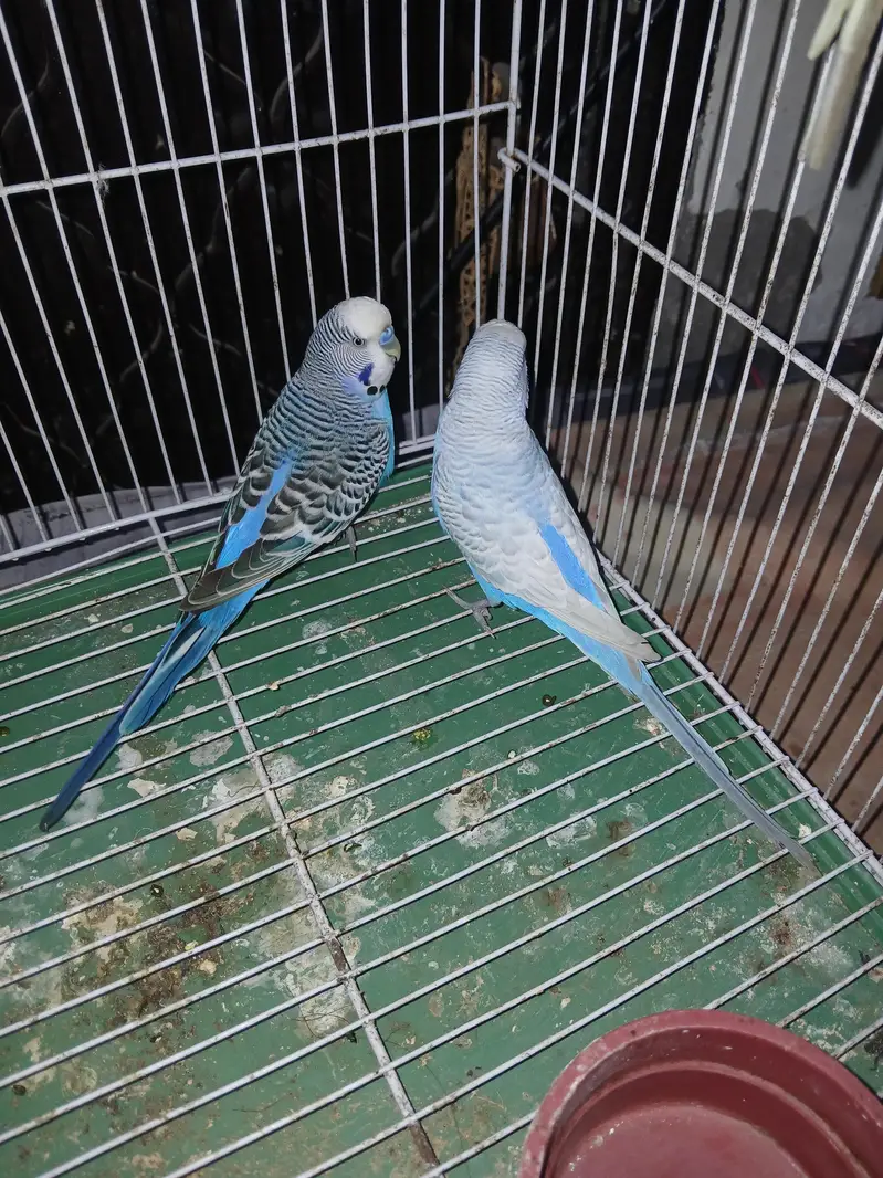 king size Breeder Pairs Budgies Exchange option available — photo 4