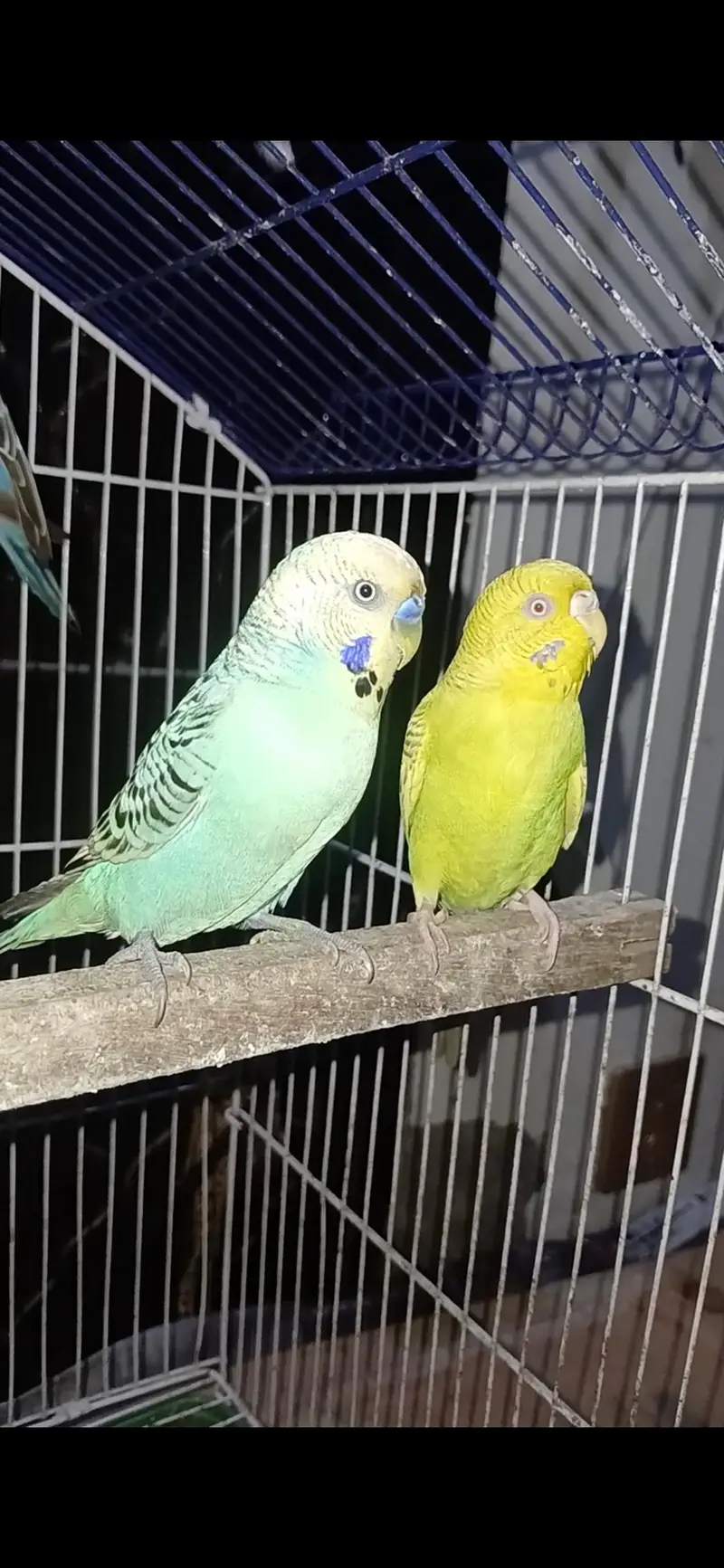 king size Breeder Pairs Budgies Exchange option available — photo 5