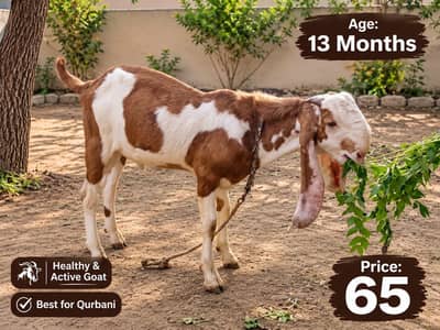 1xAblak bakra qurbani 2027