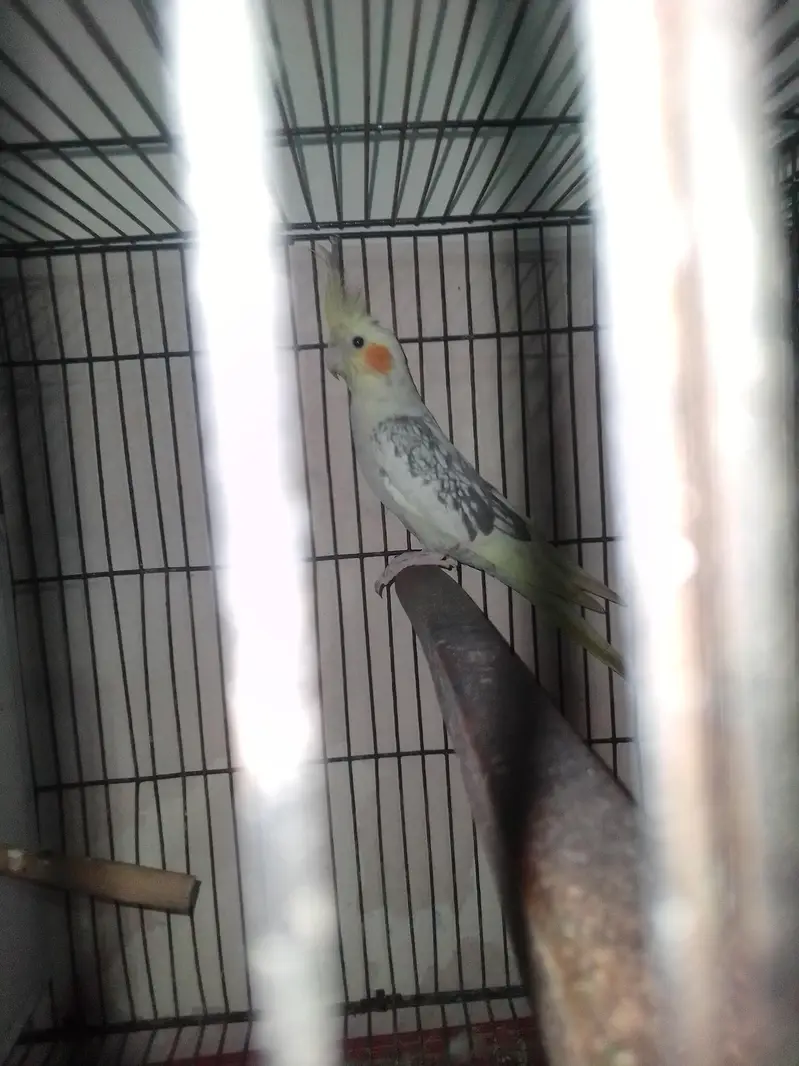 silver male with split fellow female — photo 2