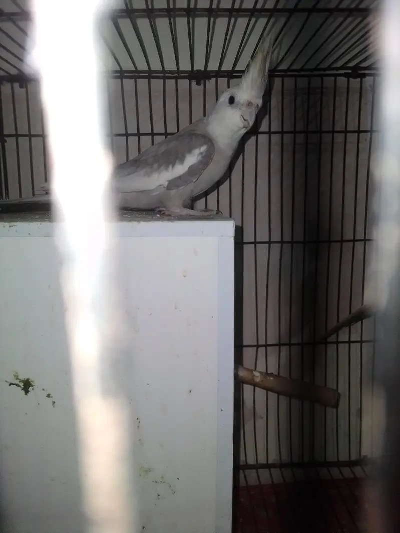 silver male with split fellow female — photo 3