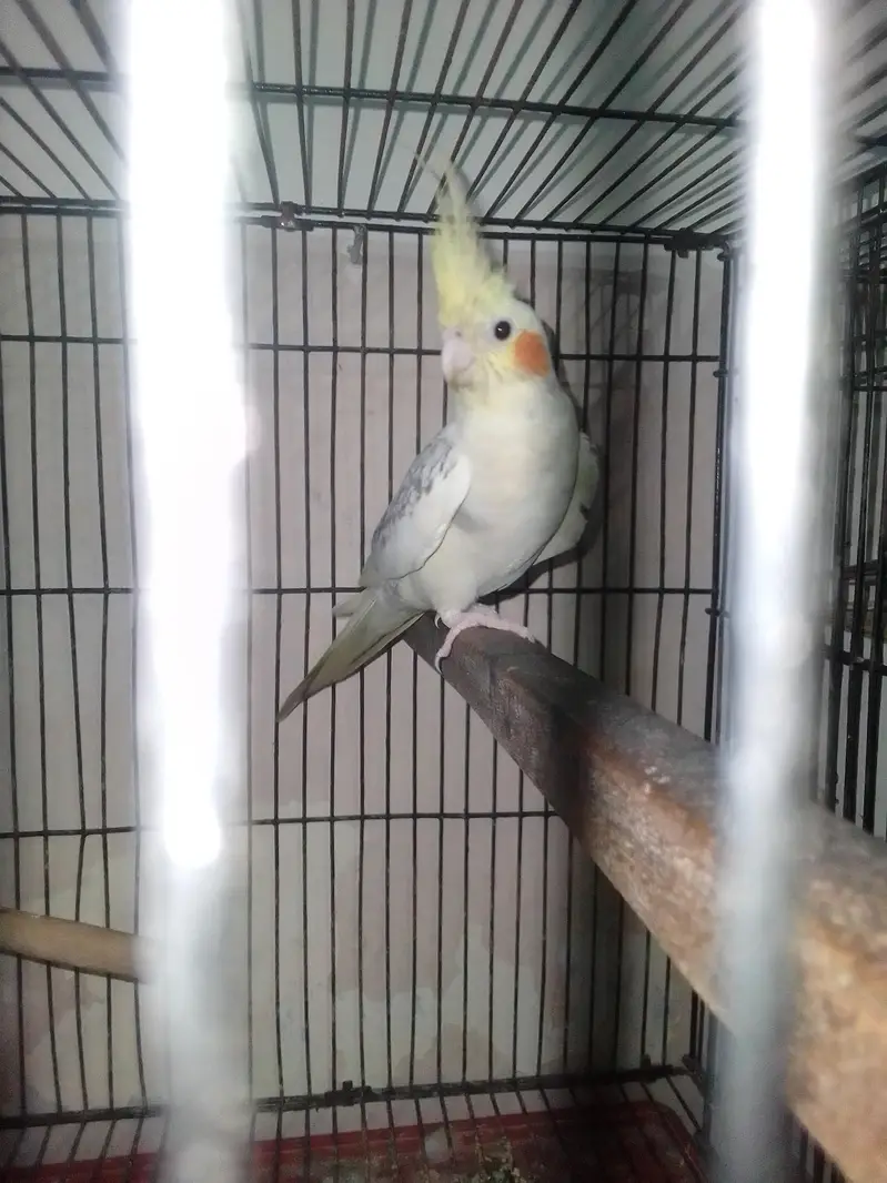 silver male with split fellow female — photo 4