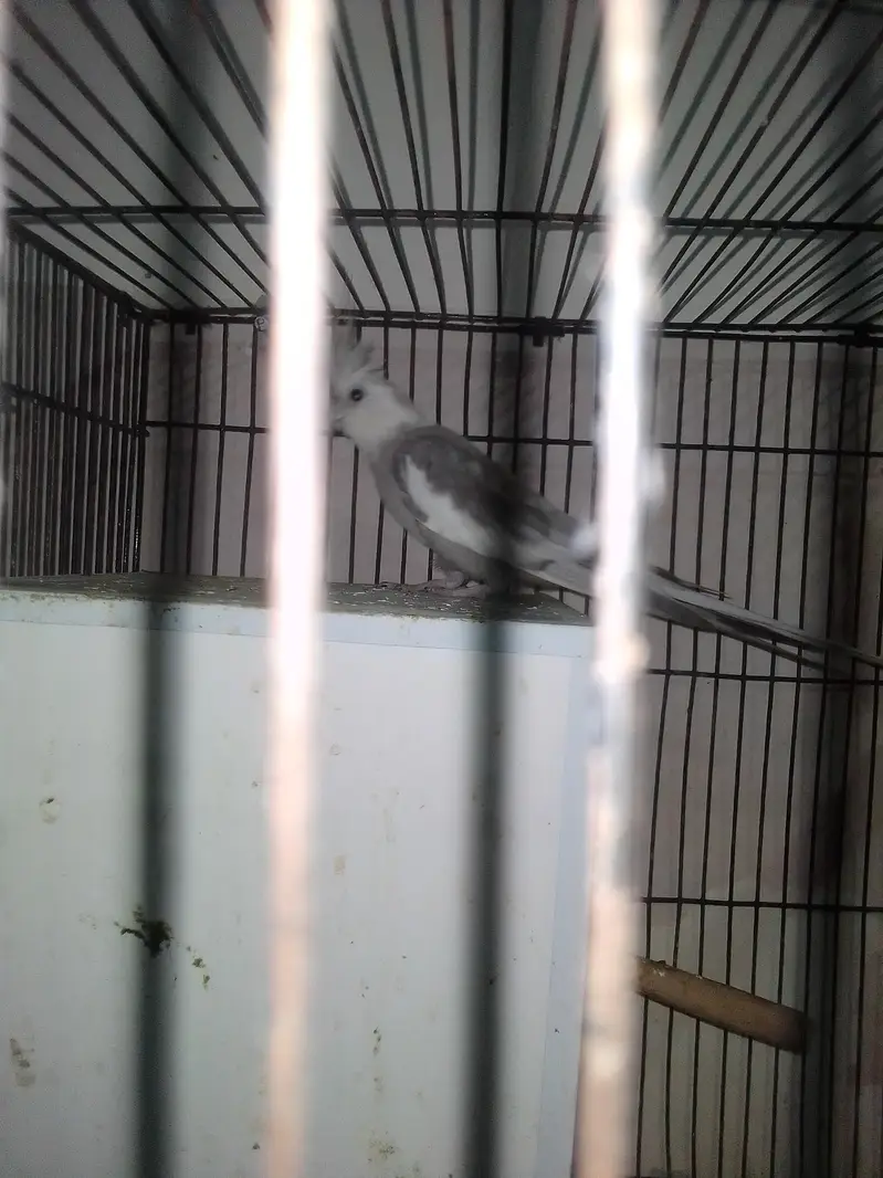 silver male with split fellow female — photo 5