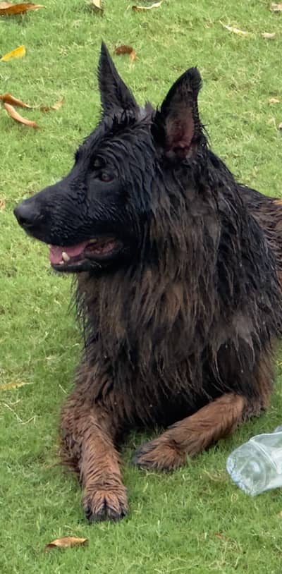 Long Coat German Shepherd Pair for Sale