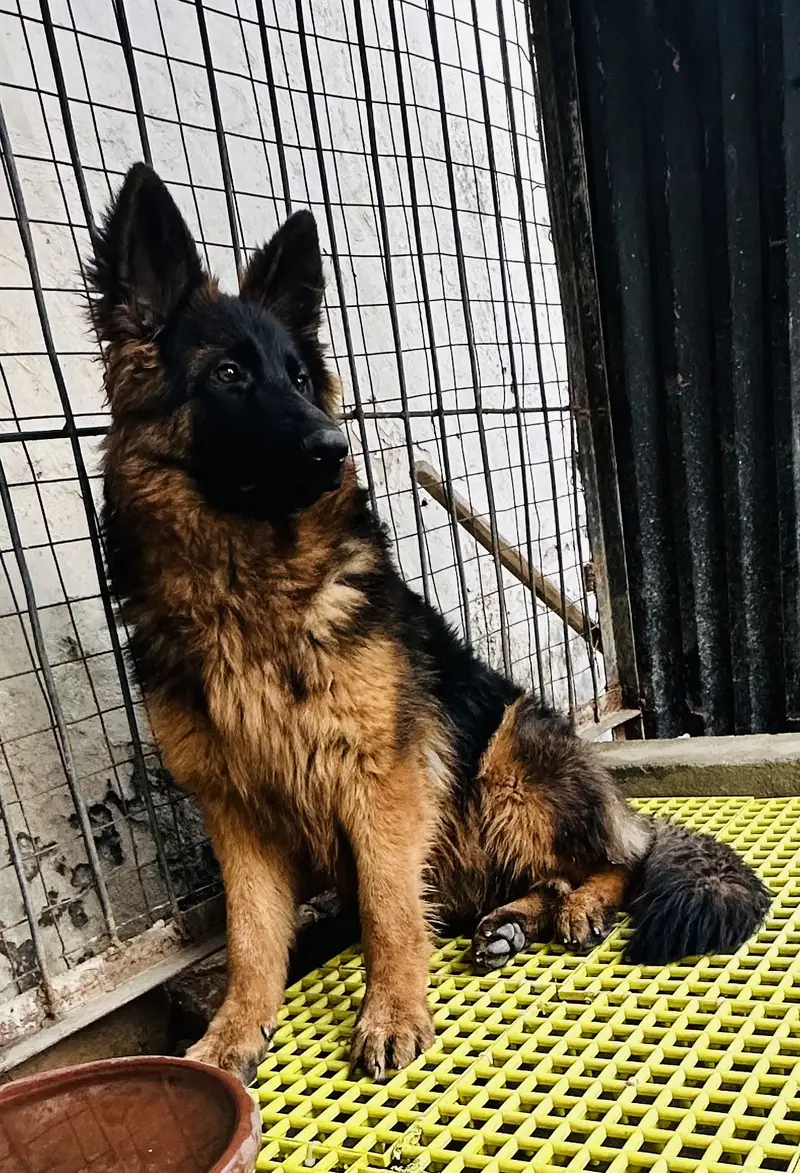 Long Coat German Shepherd Pair for Sale — photo 2