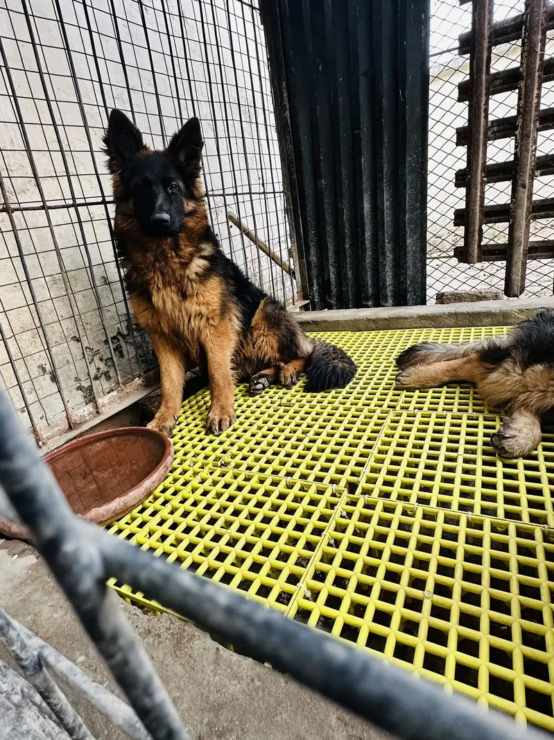 Long Coat German Shepherd Pair for Sale — photo 3