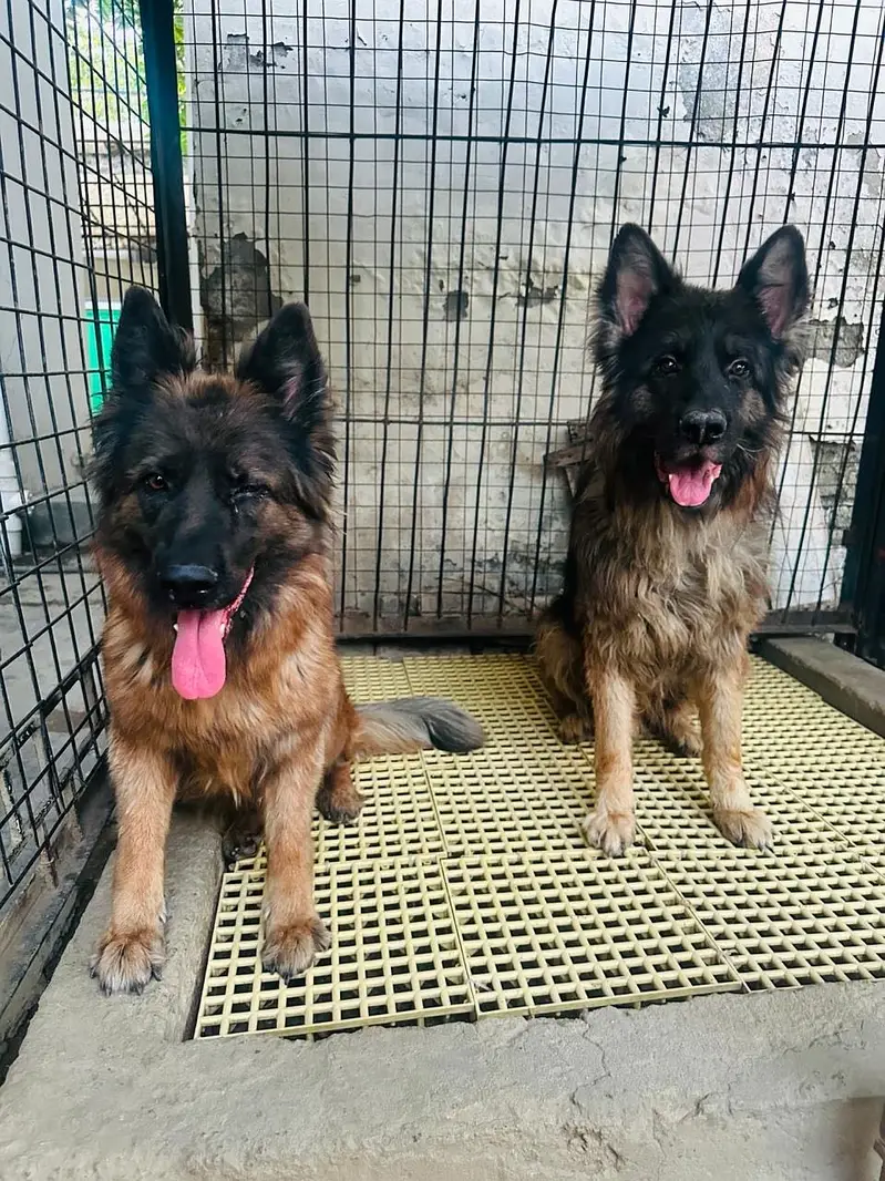 Long Coat German Shepherd Pair for Sale — photo 4