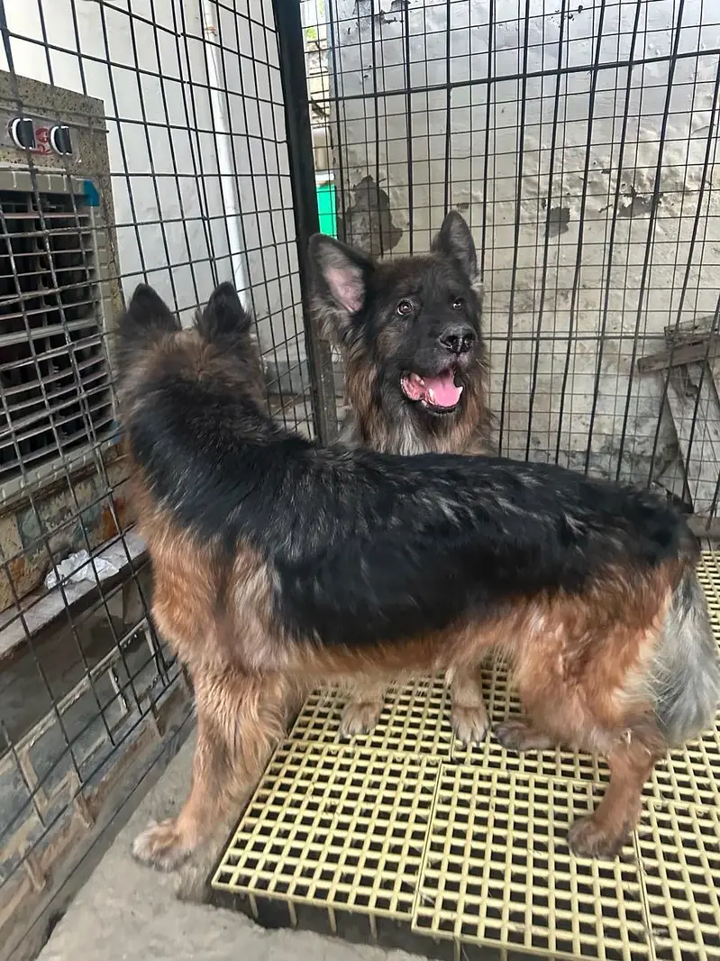 Long Coat German Shepherd Pair for Sale — photo 5