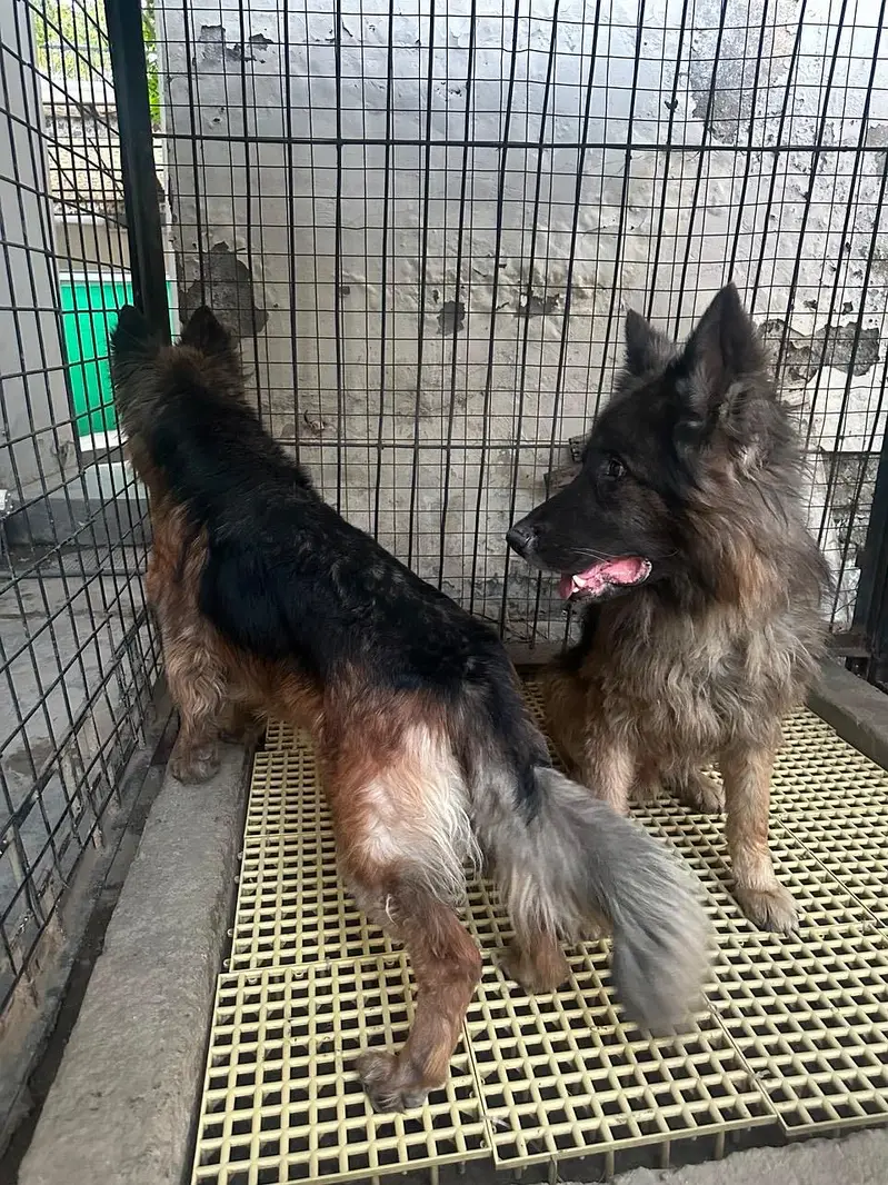 Long Coat German Shepherd Pair for Sale — photo 6