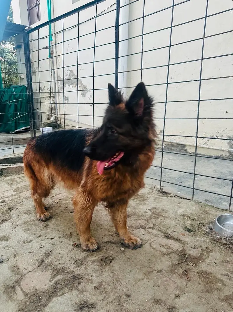 Long Coat German Shepherd Pair for Sale — photo 7