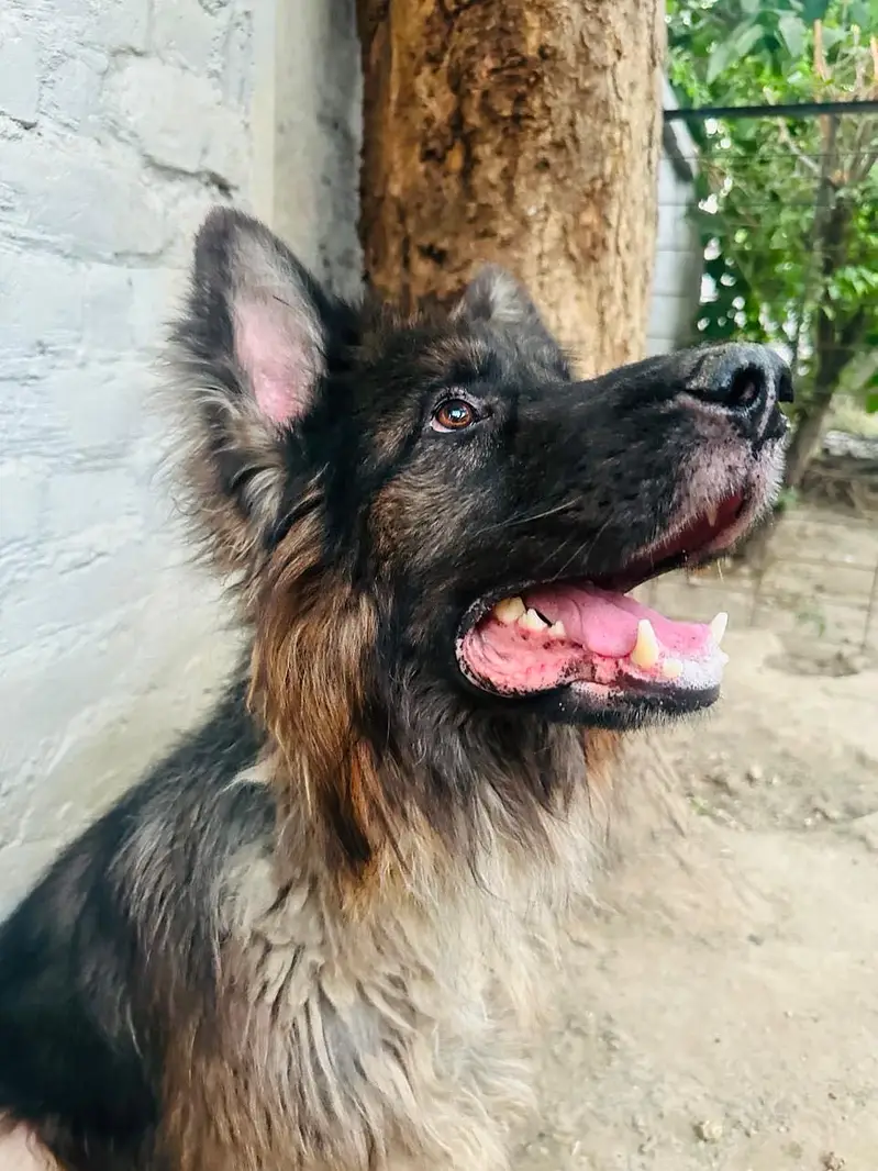 Long Coat German Shepherd Pair for Sale — photo 8
