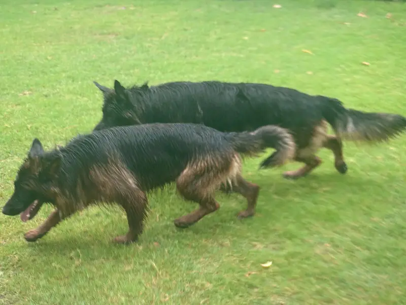 Long Coat German Shepherd Pair for Sale — photo 9