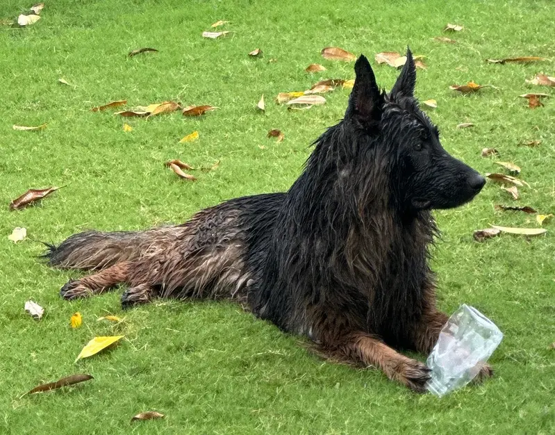 Long Coat German Shepherd Pair for Sale — photo 10
