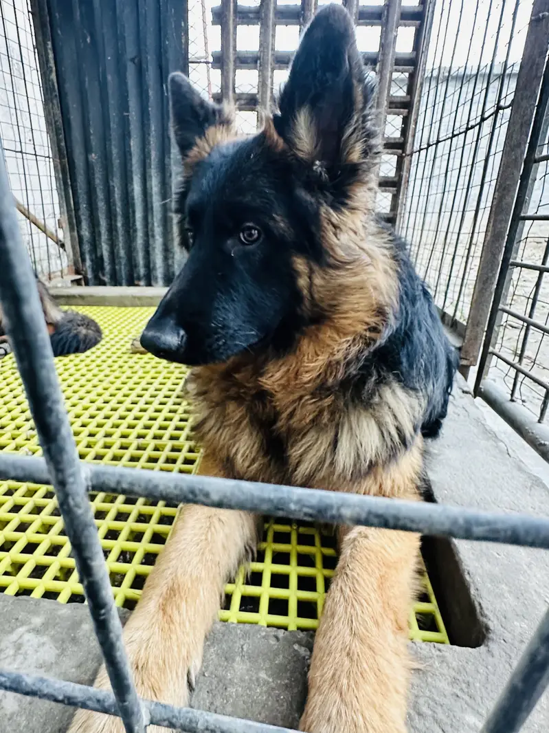 Long Coat German Shepherd Pair for Sale — photo 11