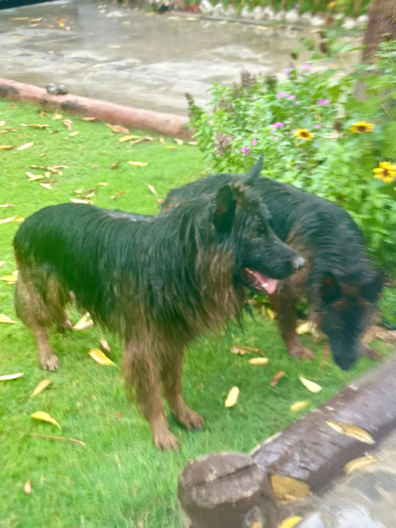 Long Coat German Shepherd Pair for Sale — photo 12