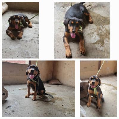 rottweiler female puppy