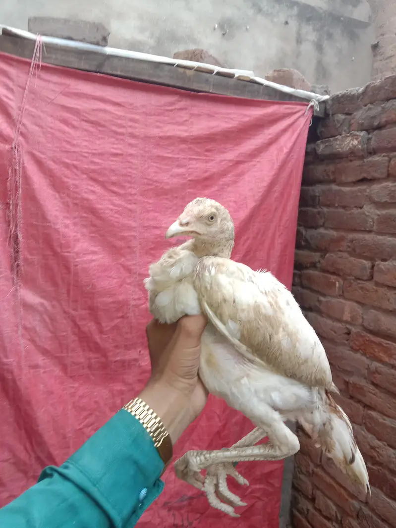 Aseel for sale — photo 2