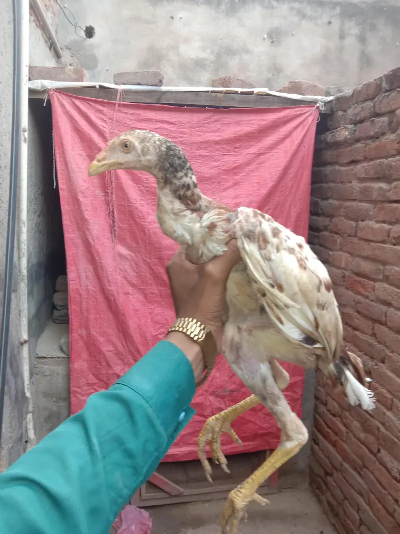 Aseel for sale — photo 4