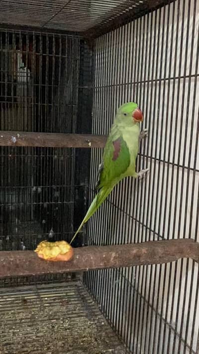 Raw Female