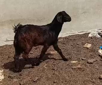 Teddy Bakra Black-Brown Tapra Goat Home Breed