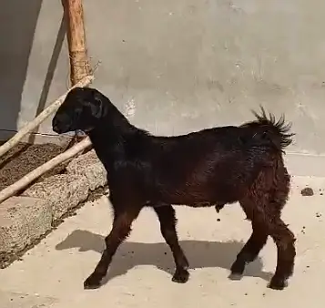 Teddy Bakra Black-Brown Tapra Goat Home Breed — photo 3