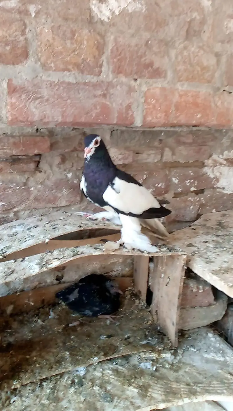 geeder singi — photo 3