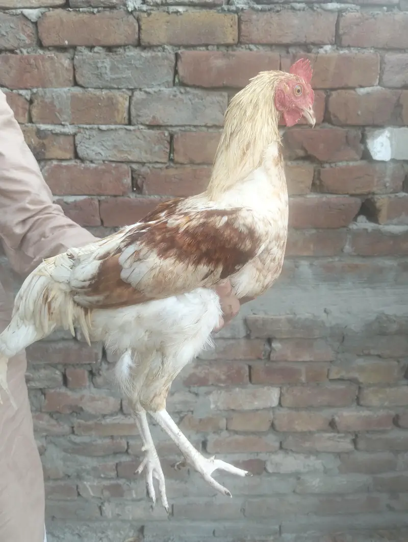 1 male , 4 female — photo 2