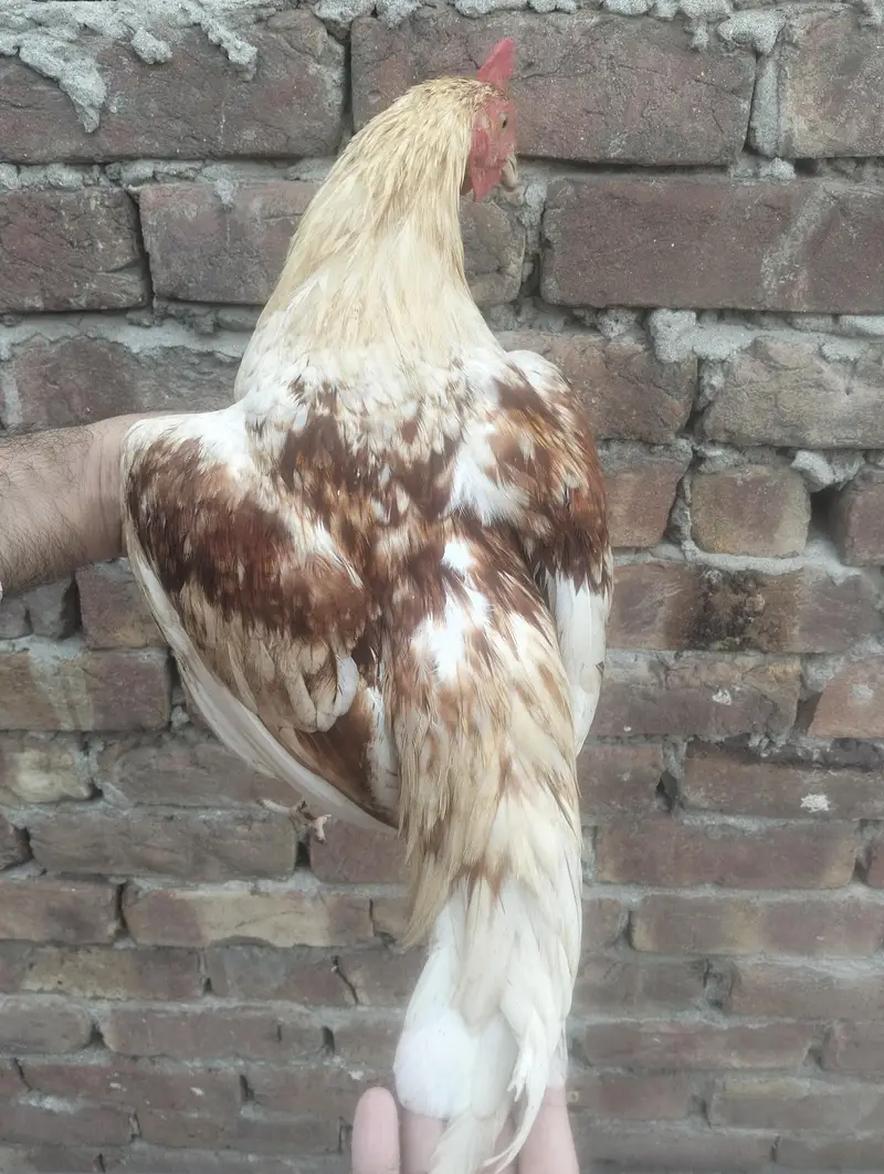 1 male , 4 female — photo 3