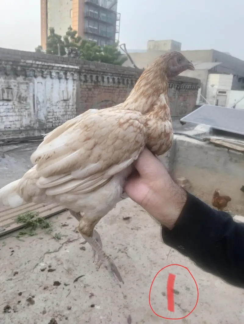 1 male , 4 female — photo 5