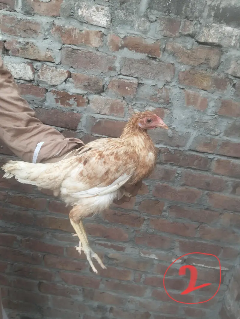 1 male , 4 female — photo 6