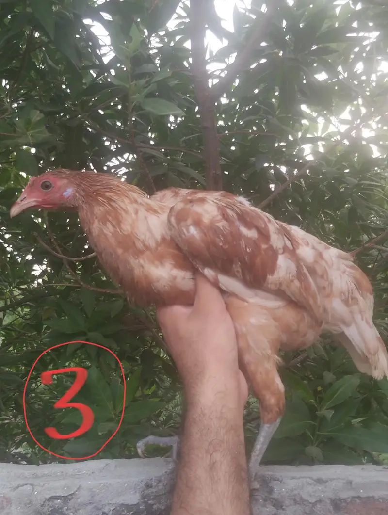 1 male , 4 female — photo 7