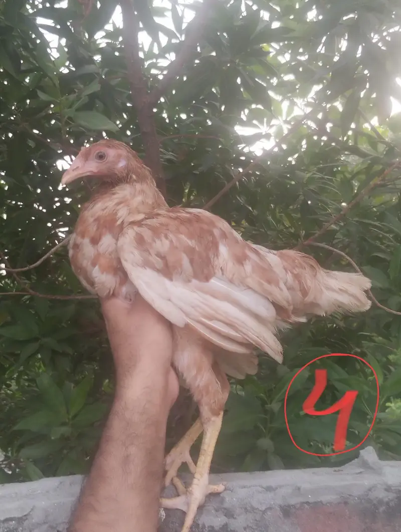 1 male , 4 female — photo 8