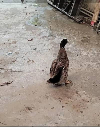 aik female duck 6hens 1male murgha