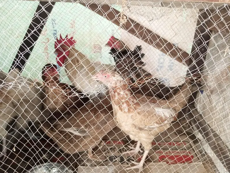 aik female duck 6hens 1male murgha — photo 3