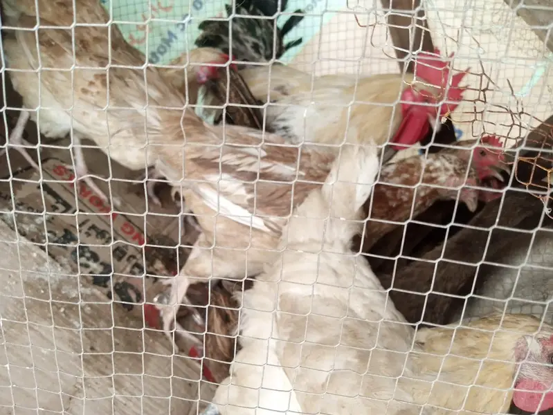 aik female duck 6hens 1male murgha — photo 4