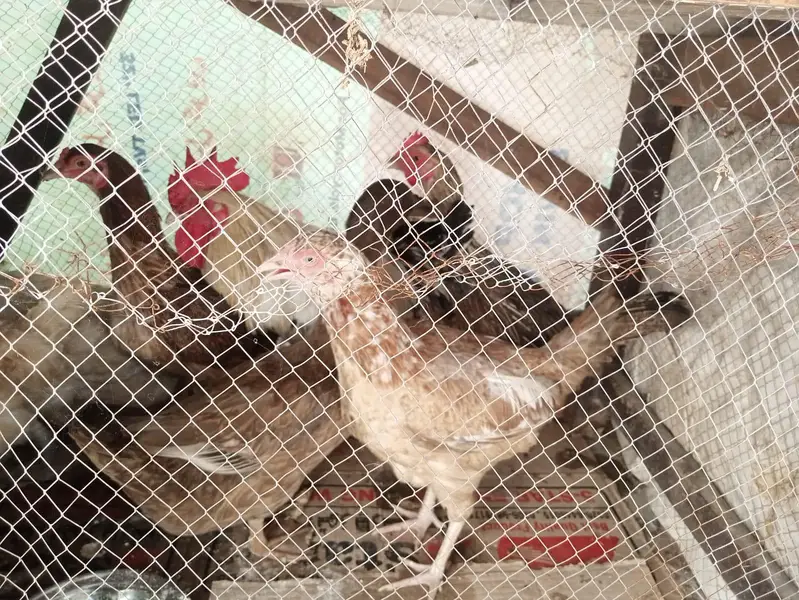 aik female duck 6hens 1male murgha — photo 7