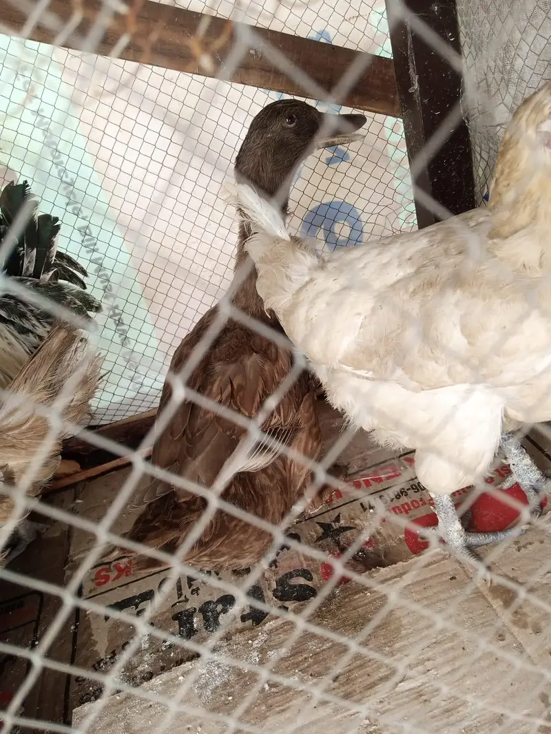 aik female duck 6hens 1male murgha — photo 8