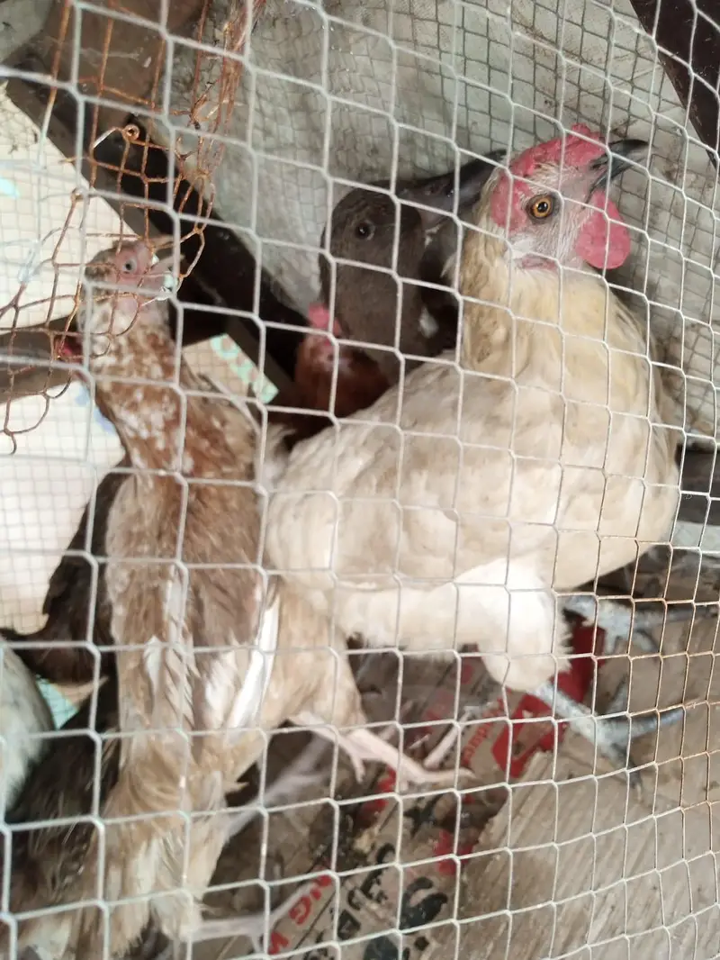 aik female duck 6hens 1male murgha — photo 9