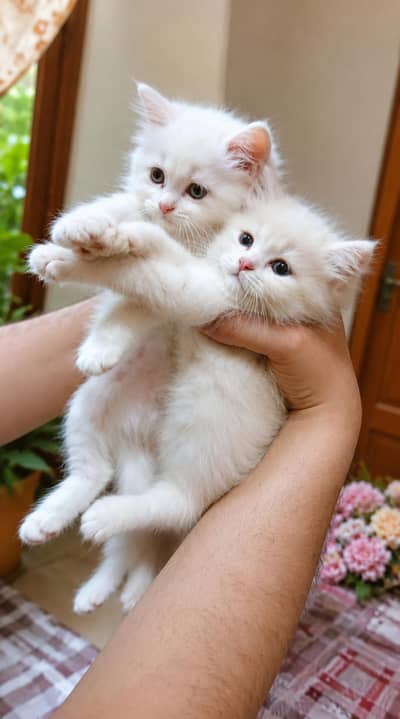Persian Male Kittens Pair