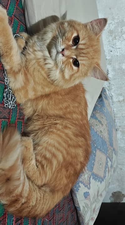 1 Month Old Male Kitten  | Vaccinated | Healthy & Active