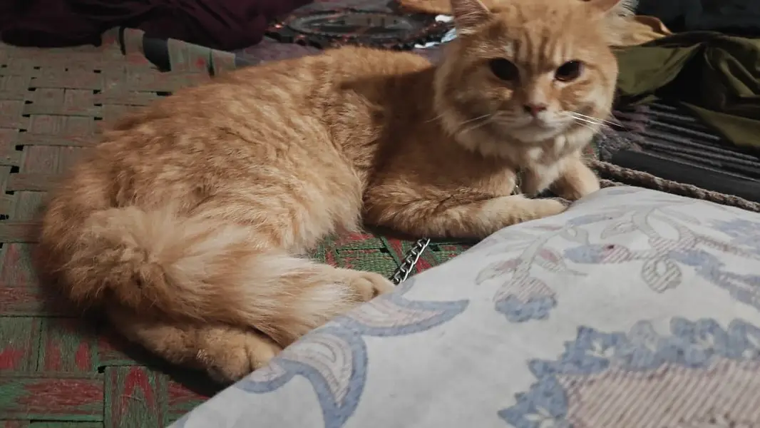 1 Month Old Male Kitten  | Vaccinated | Healthy & Active — photo 2