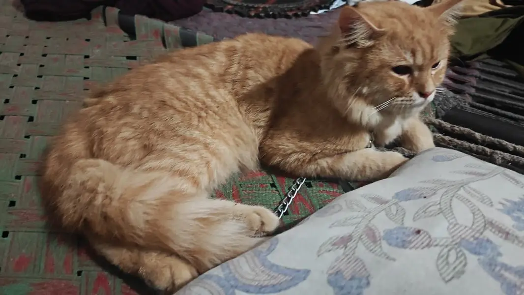 1 Month Old Male Kitten  | Vaccinated | Healthy & Active — photo 3