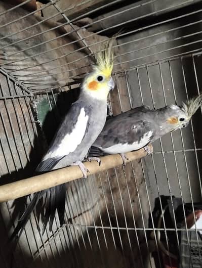 Breadel pair