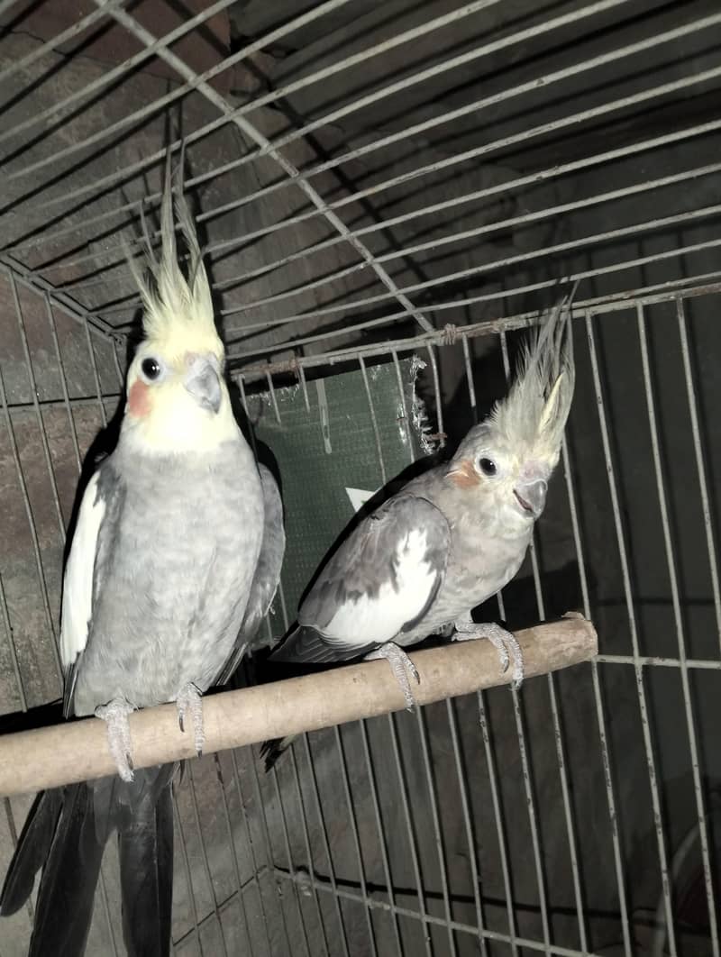 Breadel pair 1