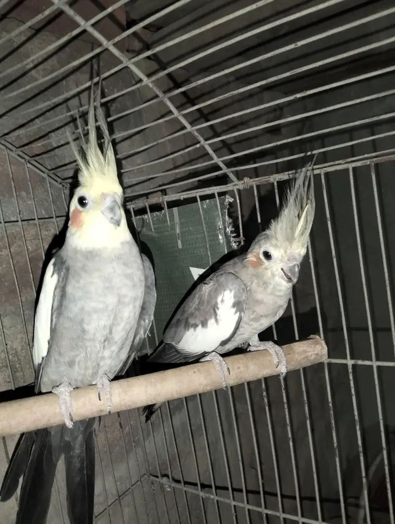 Breadel pair — photo 2