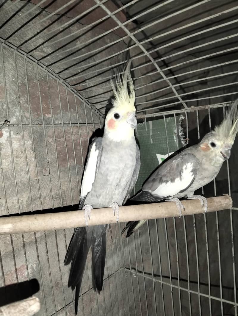 Breadel pair 2