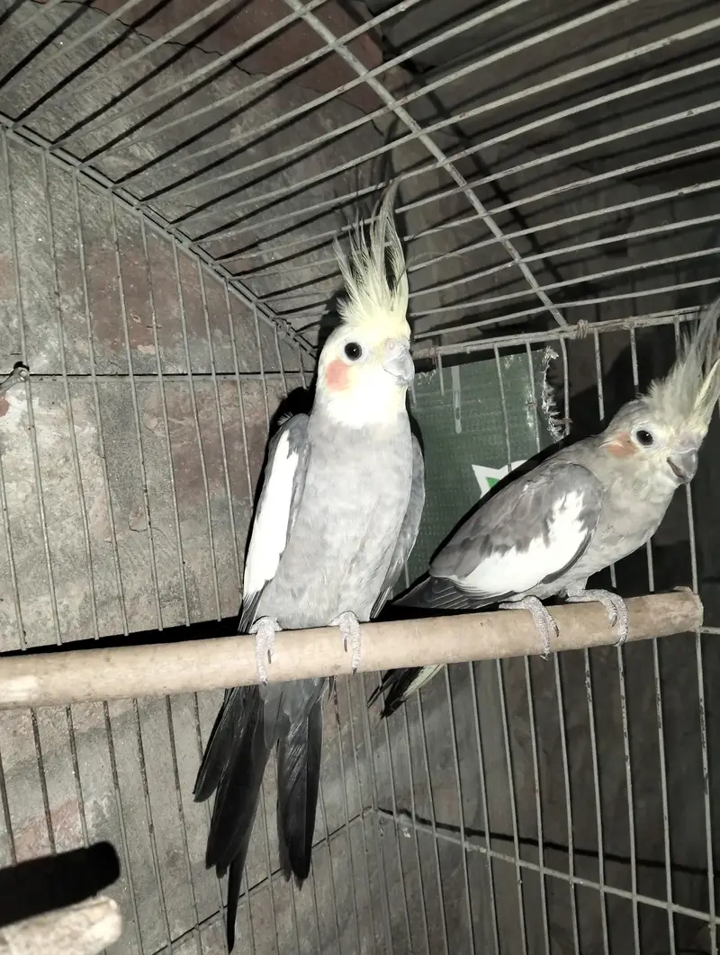 Breadel pair — photo 3