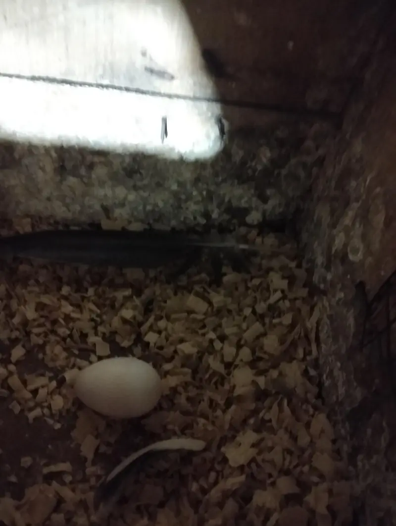 Breadel pair — photo 4